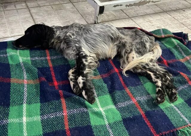 Cane semiparalizzato torna a correre e trova una casa per sempre