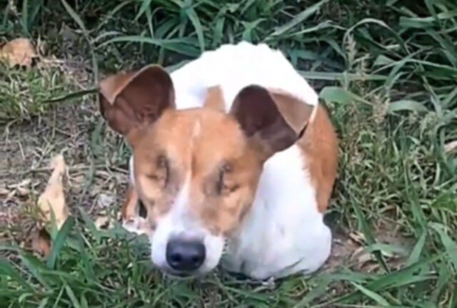 Cieco e molto magro, il cane è stato abbandonato nella foresta e implorava aiuto sperando che qualcuno si accorgesse di lui