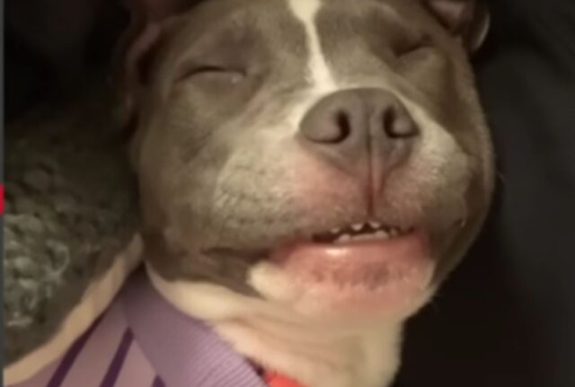 Dopo tanto dolore, questo cane adottato da poco riesce finalmente a stringere un legame con il suo nuovo padrone