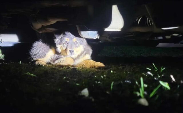 La proprietaria di casa sente un “urlo” e poi trova un cane spaventato sotto la sua macchina