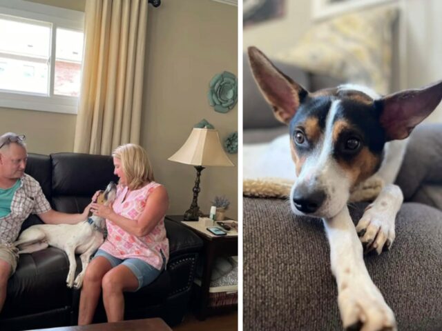 Il cane appena adottato si scioglie tra le braccia della sua nuova famiglia il giorno dell’adozione