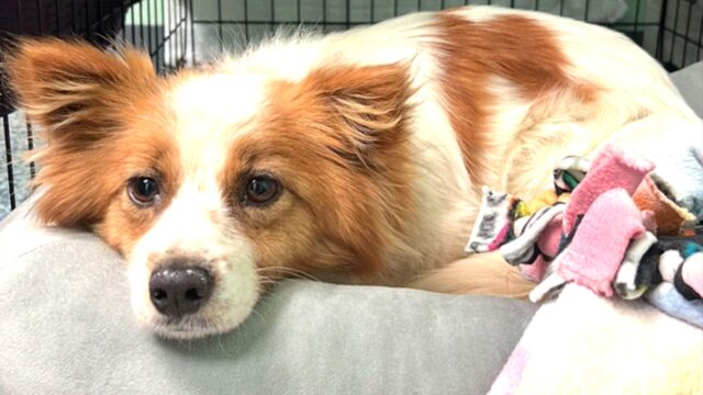 Cane torna a casa dopo 6 mesi di fuga per la gioia di tutti quanti