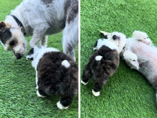 La cagnolina appena adottata diventa la “mamma sostitutiva” per un cucciolo di Maltipoo