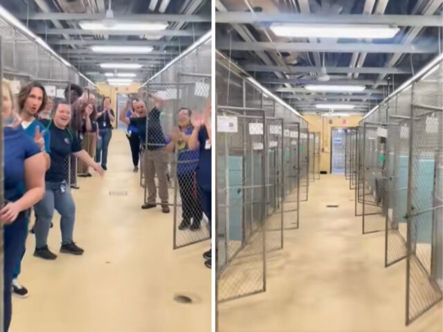 Un momento commovente: così un canile celebra il giorno in cui tutti i cani sono stati adottati
