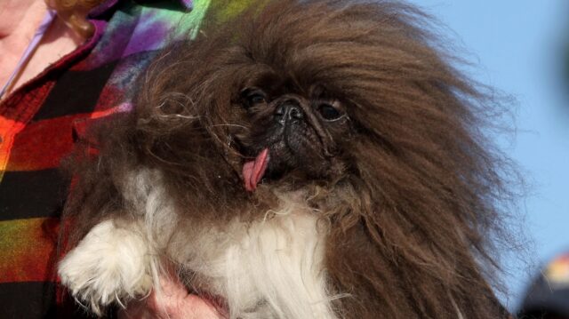 Chi è il cane più brutto del mondo? A vincere il concorso è un pechinese di 8 anni