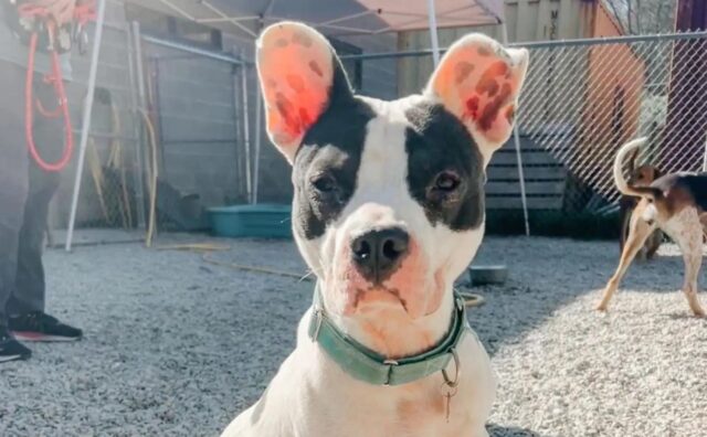 Il cane continua a tremare nella sua cuccia: chiusa in un rifugio, aspetta solo che qualcuno la ami
