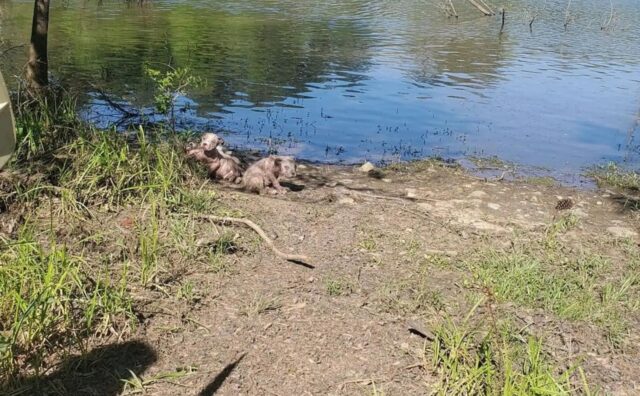 L’uomo sul punto di tuffarsi in acqua vede all’improvviso dei cuccioli di cane sulla riva