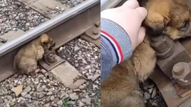 Aveva solo 3 settimane, eppure il cucciolo di cane è stato lasciato in mezzo ai binari, in assoluto pericolo