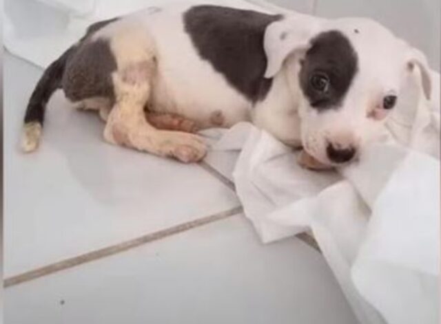 Il cucciolo di cane singhiozzava forte: lottava con spasmi continui a causa di una strana malattia