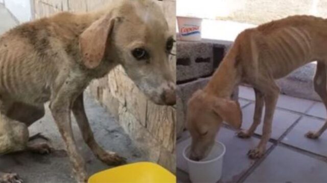 Il cane è fortemente provato dal suo triste passato, ma le cose si metteranno in un modo che non si aspettava