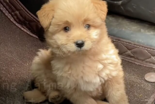 Il cucciolo di cane decide che la vita da randagio non fa per lui e decide ufficialmente di chiedere aiuto