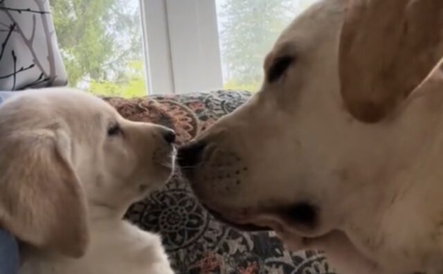 Il Labrador decide di ispezionare a fondo il nuovo cucciolo appena arrivato: supererà il suo severo test?