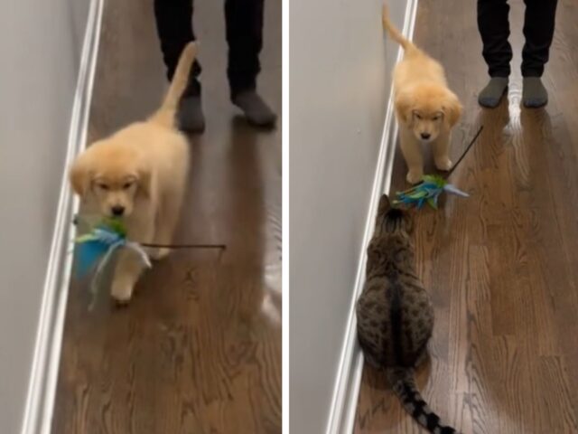 Il cucciolo di Golden Retriever porta un’offerta di pace al gatto in un momento di pura dolcezza