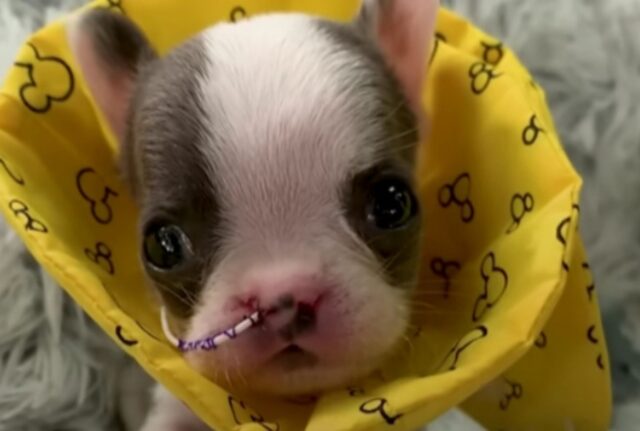 Questo cucciolo di cane è cresciuto sano contro ogni aspettativa: la sua vita era iniziata in modo pessimo