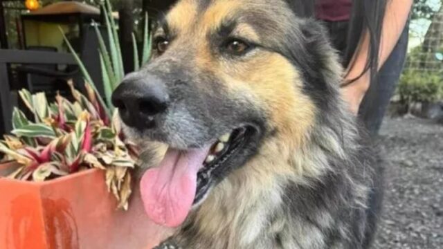 Famiglia abbandona il cane al ristorante dopo aver pranzato