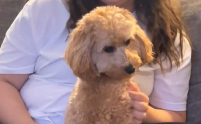 Lo sguardo che questo cane lancia al fratellino neonato rivela davvero tutto ciò che sta pensando (VIDEO)