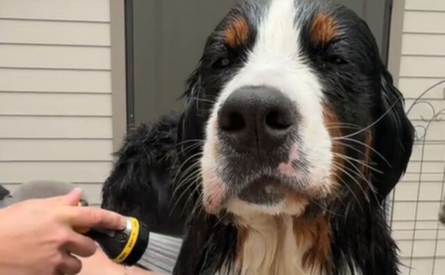 Questo Bovaro del Bernese passa un giorno alla “spa” e la sua faccia è tutta un programma (VIDEO)