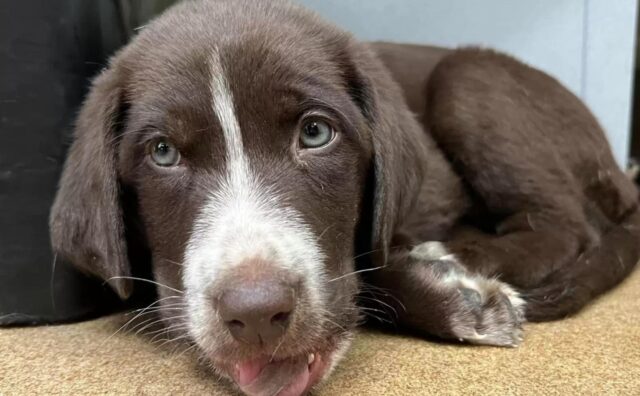 Il cucciolo di cane viene sottoposto a un intervento chirurgico salvavita, poi si innamora di un “avversario”