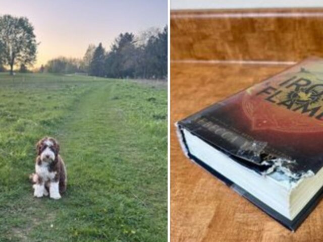 In questa biblioteca annullano completamente le multe per i danni ai libri se si mostrano le foto dei “responsabili”