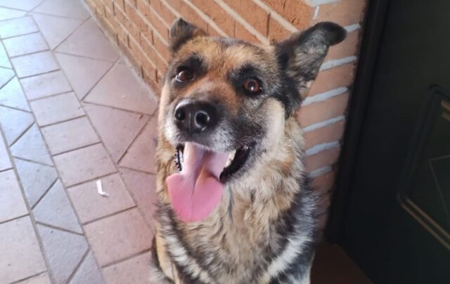 Maddy vuole ritrovare l’amore: la cagnolina è in cerca di casa, serve un’adozione urgente
