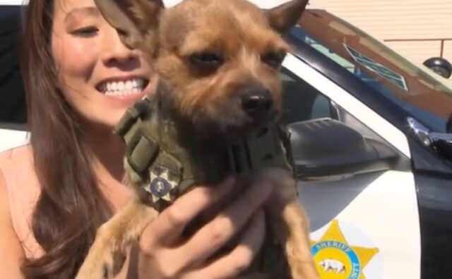 Questo minuscolo cane ha un compito speciale e le persone intorno a lui non possono fare a meno di celebrarlo (VIDEO)
