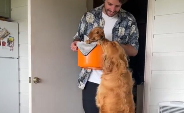 Il Golden Retriever non riesce a contenere tutta la sua emozione dopo aver conosciuto la sua nuova sorellina (VIDEO)