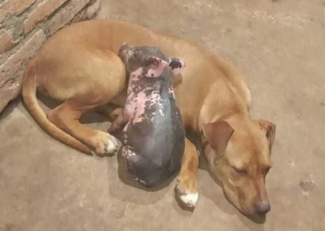 Cani Pit Bull diventano amici di un maiale: il gruppo è letteralmente inseparabile