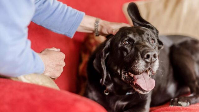Come profumare il cane senza lavarlo