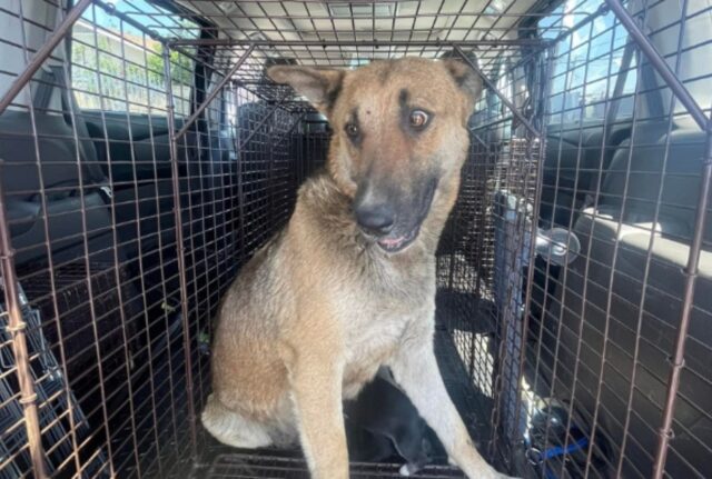 Notano il cane randagio che cammina per strada, ma non immaginavano che nascondesse un segreto prezioso