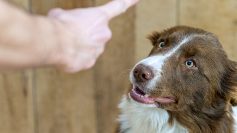Come rimproverare il cane ed educarlo alla perfezione
