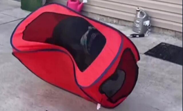Il trasportino morbido per il cane non si rivela una buona idea