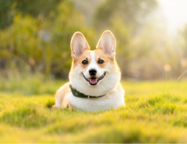 5 consigli imperdibili per riuscire a rinfrescare (davvero) il tuo cane nelle giornate calde