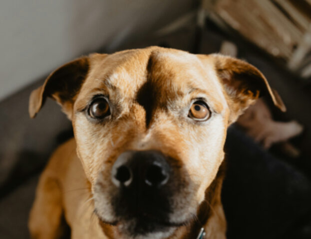 A quanto pare c’è un motivo se i nostri cani hanno spesso gli occhi scuri
