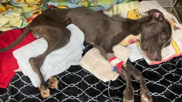 Abbandonata per strada, la cagnolina è diventata così magra da riuscire a stento a reggersi in piedi – Youtube
