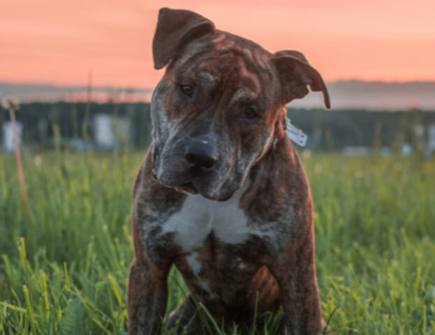 Alcune ricerche lo confermano: i cani creano immagini mentali