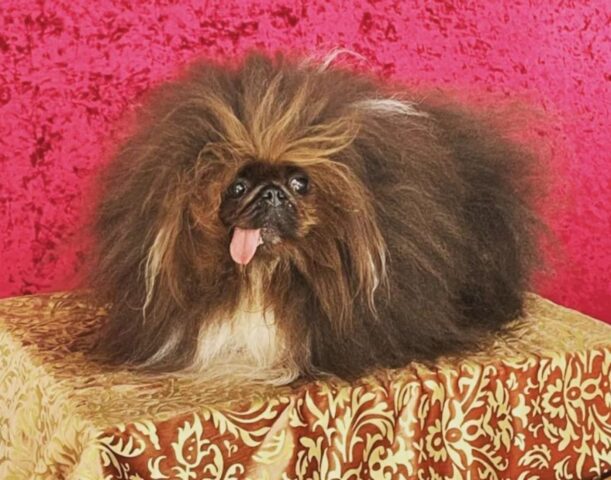 Anche se ha vinto il premio di cane più brutto del mondo questo Pechinese sta conquistando tutti