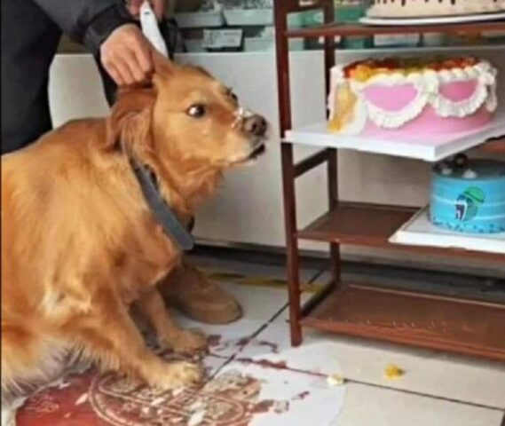 Basta un momento di distrazione: mentre il padrone è impegnato a pagare, il cane compie il misfatto