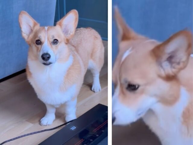 Il Corgi deve aspettare ben cinque minuti per la cena e decide di mettere in scena un vero e proprio dramma