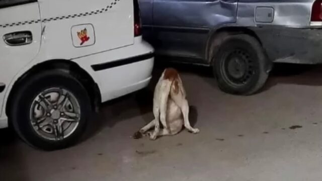 Con le due zampe anteriori rotte, il cane camminava strisciando sul collo ma nessuno sembrava notarlo – Video