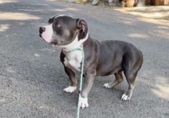 È la prima passeggiata fuori dal rifugio, ma la Pitbull è ancora così spaventata da non volersi muovere