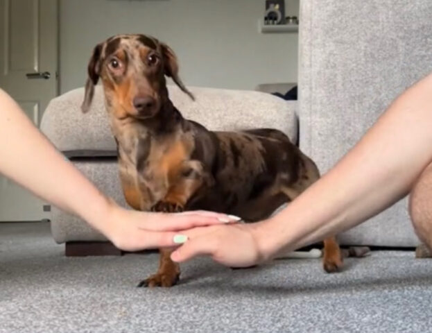 E tu sai perché i cani del trend Hands In danno la zampa in quel modo così carino?
