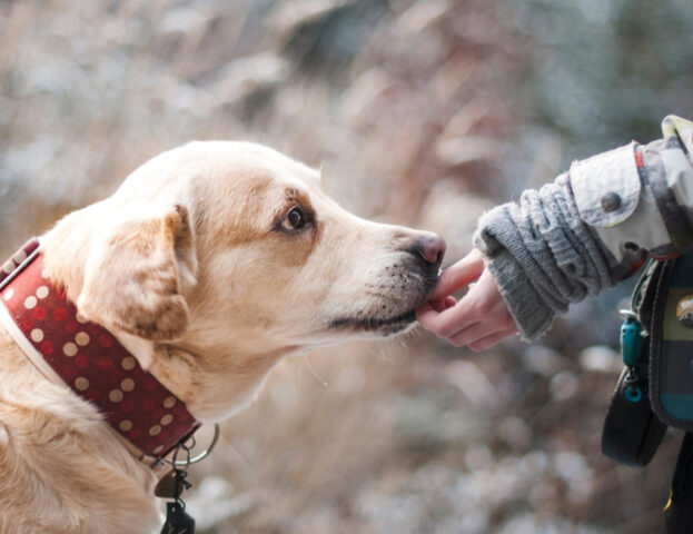 E tu ti sei mai chiesto quali sono le migliori associazioni da sostenere per far stare meglio cani e gatti?