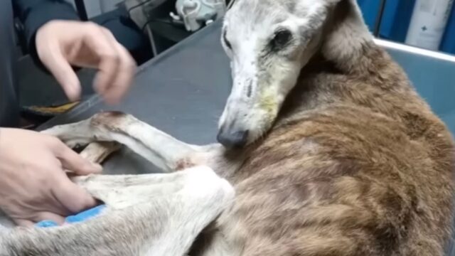 Era talmente magro che le ossa gli stavano perforando la pelle: il povero cane voleva solo amore – Video