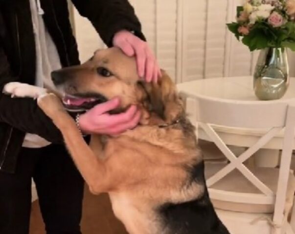 Hanno salvato il cane da un territorio di guerra ucraino: ci ha messo tanto tempo per fidarsi