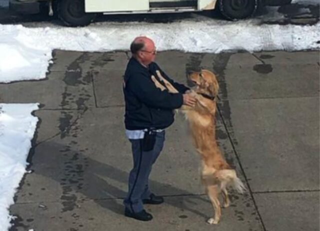 Il Golden Retriever aspetta ogni giorno, con pazienza, il momento in cui abbraccerà il suo postino di fiducia