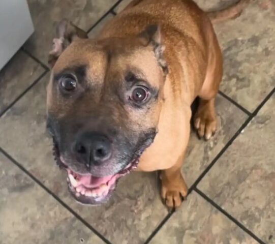 Il cane aspetta sui gradini di una casa vuota e non ha idea che la sua famiglia non tornerà