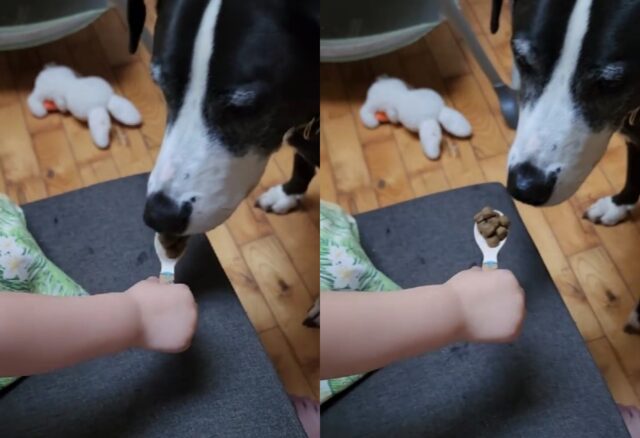 Il cane è travolto dalla tristezza e non vuole mangiare, così il bambino inizia a fare di tutto per convincerlo