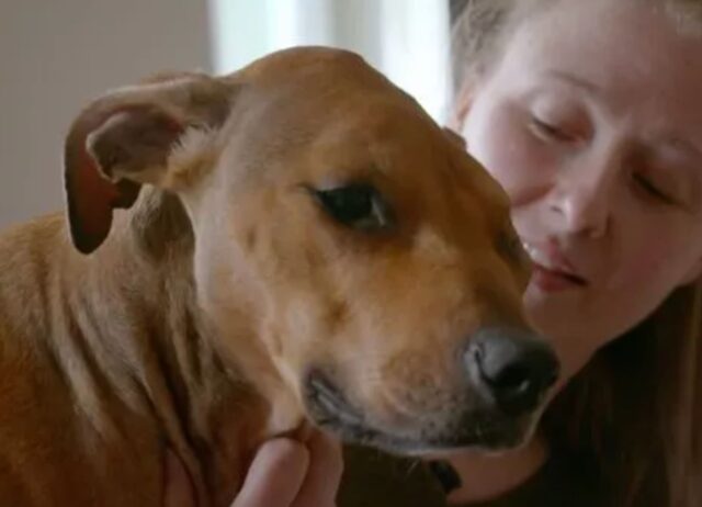 Il cane era stato picchiato così tanto che la sua testa si era quasi spaccata, ma riesce a dare cenni di recupero dopo l’intervento