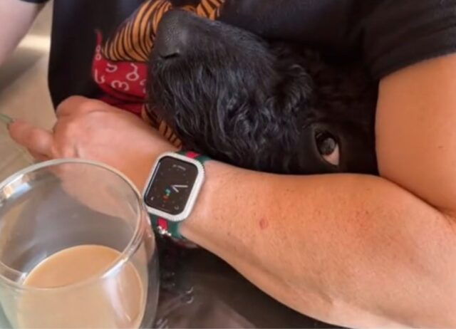 Il cucciolo di cane di soli due mesi stava facendo la sua passeggiata, ma ha trovato qualcosa di incredibile