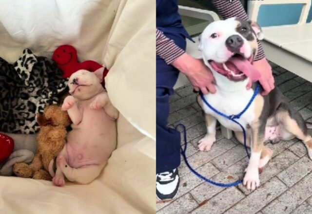 Il cucciolo di cane è stato trovato in un cespuglio: la sua situazione richiedeva un intervento immediato